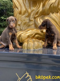 Dobermann Yavrularımız Orjinal Kaliteli 1