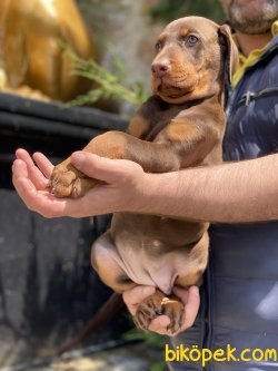 Dobermann Yavrularımız Orjinal Kaliteli 5