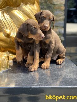 Dobermann Yavrularımız Orjinal Kaliteli 4