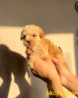 DOGFATHERS’TAN MALTIPOO BEBEKLER 2