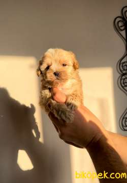 DOGFATHERS’TAN MALTIPOO BEBEKLER 1