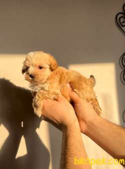 DOGFATHERS’TAN MALTIPOO BEBEKLER 3
