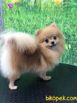DÖNEMİ YAKIN DİŞİ POMERANİAN BOO 1