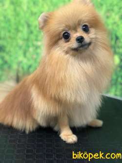 DÖNEMİ YAKIN DİŞİ POMERANİAN BOO 3