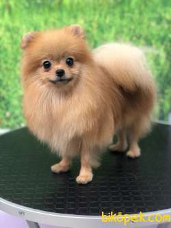 DÖNEMİ YAKIN DİŞİ POMERANİAN BOO 2