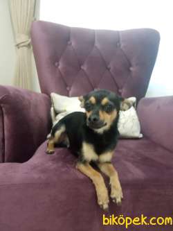 Dost Canlısı Pincher 3