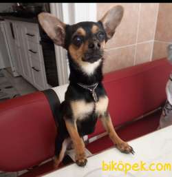 Dost Canlısı Pincher 2
