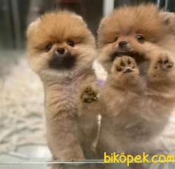 Dünya Güzeli Safkan DİŞİ POMERANİAN BOO 1