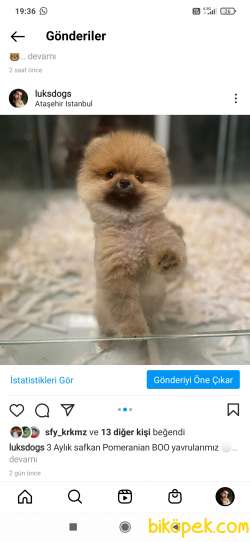 Dünya Güzeli Safkan DİŞİ POMERANİAN BOO 4