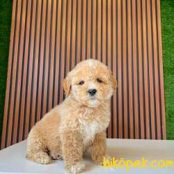 Dünya Tatlısı Bal Maltipoo Yavrularımız 4