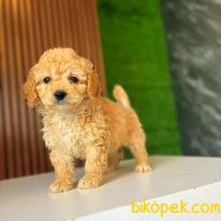 Dünya Tatlısı Bal Maltipoo Yavrularımız 3
