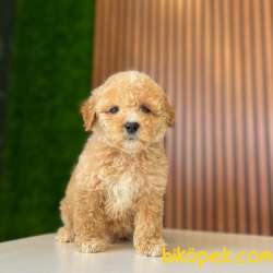 Dünya Tatlısı Bal Maltipoo Yavrularımız 2