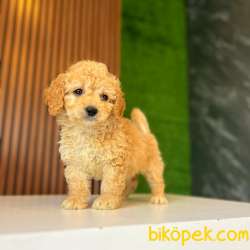 Dünya Tatlısı Bal Maltipoo Yavrularımız 1