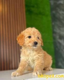 Dünya Tatlısı Bal Maltipoo Yavrularımız 5