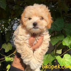 Dünya Tatlısı Dişi Maltipoo Yavrularım 2