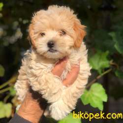 Dünya Tatlısı Dişi Maltipoo Yavrularım 4