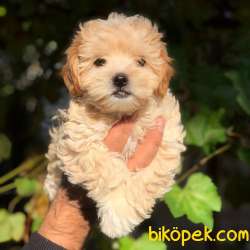 Dünya Tatlısı Dişi Maltipoo Yavrularım 3