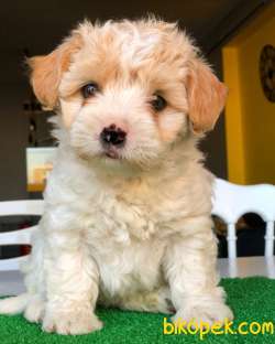 Dünya Tatlısı Dişi Maltipoo Yavrularım 1