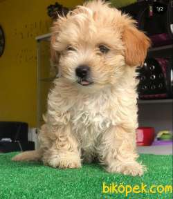 Dünya Tatlısı Her Renk MALTİPOO Yavrularım 1