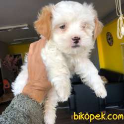 Dünya Tatlısı Her Renk MALTİPOO Yavrularım 3