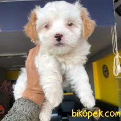 Dünya Tatlısı Her Renk MALTİPOO Yavrularım 5