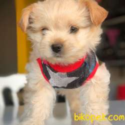 Dünya Tatlısı Her Renk MALTİPOO Yavrularım 2