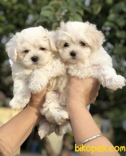 Dünya Tatlısı Maltese Terrier Yavrularımız 2