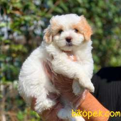 Dünya Tatlısı Maltipoo Yavrumuz  2