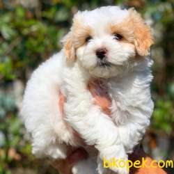 Dünya Tatlısı Maltipoo Yavrumuz  1