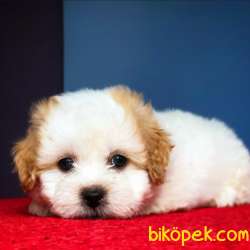 Dünya Tatlısı Maltipoo Yavrumuz  3