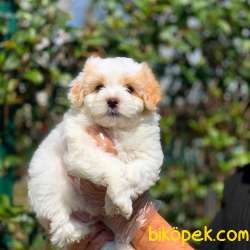 Dünya Tatlısı Maltipoo Yavrumuz  4