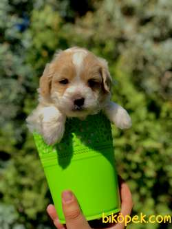 Dünya Tatlisi Masum Bakisli Maltipoo Yavrumuz 3