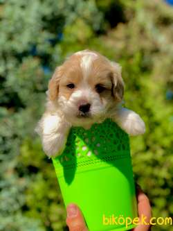 Dünya Tatlisi Masum Bakisli Maltipoo Yavrumuz 2