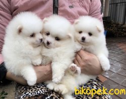 Dünya Tatlısı Pomeranian Boo Yavrularımız 3