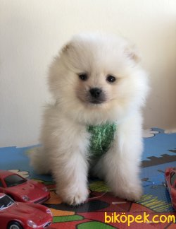 Dünya Tatlısı Pomeranian Yavruları 1