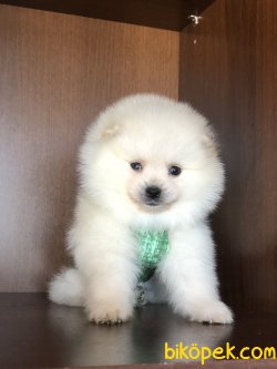 Dünya Tatlısı Pomeranian Yavruları 3