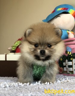 Dünya Tatlısı Pomerianboo Yavrularımız 5