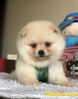 Dünya Tatlısı Pomerianboo Yavrularımız 3