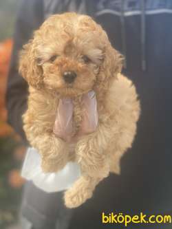 DÜNYA TATLISI POODLE 3