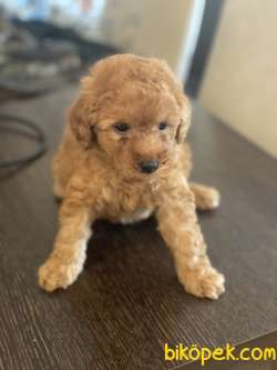 DÜNYA TATLISI POODLE 2