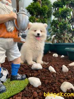 DÜNYA TATLISI SAMOYED BEBEKLER 1