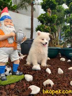 DÜNYA TATLISI SAMOYED BEBEKLER 4