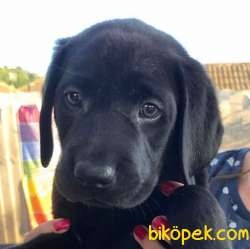 Çiftiğinden Aile Dostu Sevimli Siyah Erkek Labrador Yavrumuz 3