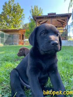 Çiftiğinden Aile Dostu Sevimli Siyah Erkek Labrador Yavrumuz 2