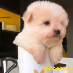 Dünya Tatlısı TEACUP MALTESE Yavrularım 2