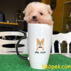 Dünya Tatlısı TEACUP MALTESE Yavrularım 3
