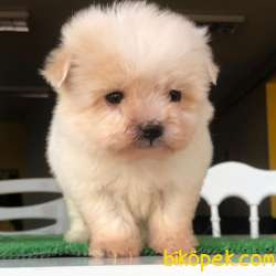Dünya Tatlısı TEACUP MALTESE Yavrularım 1