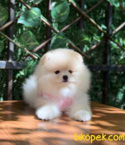 Dünyalar Güzeli Pomeranian Boo Kızımız 2