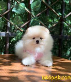 Dünyalar Güzeli Pomeranian Boo Kızımız