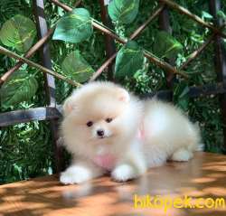 Dünyalar Güzeli Pomeranian Boo Kızımız 3